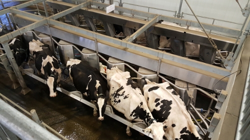 milking parlour 15